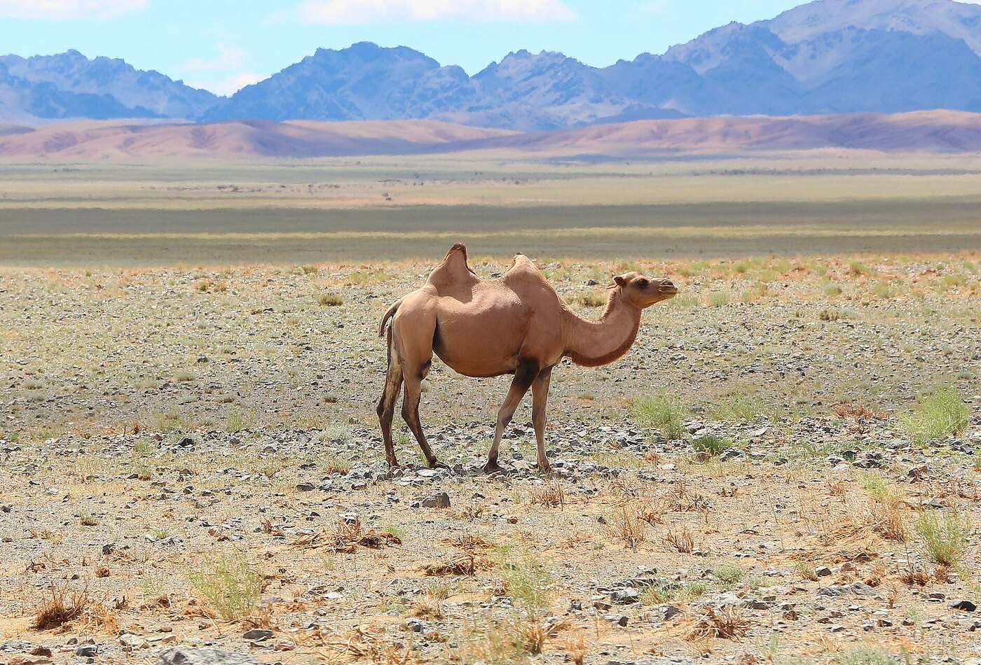 Gobi Mongolia camel route