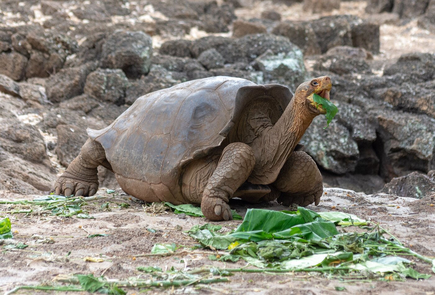 Galapagos giant tortoise