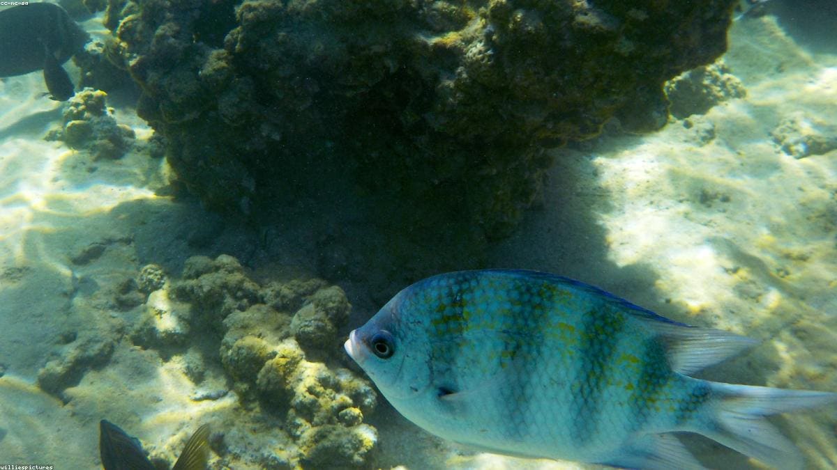 Красное море: Orange Bay и Giftun Islands