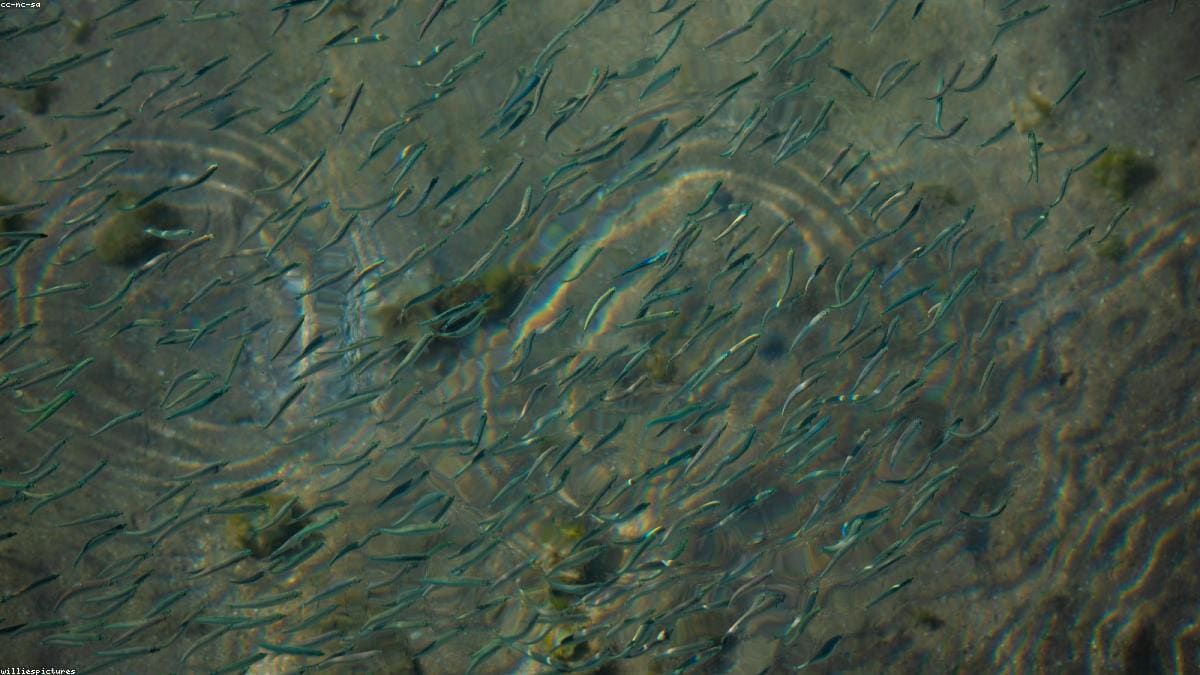 Красное море: Dolphin House и морские прогулки