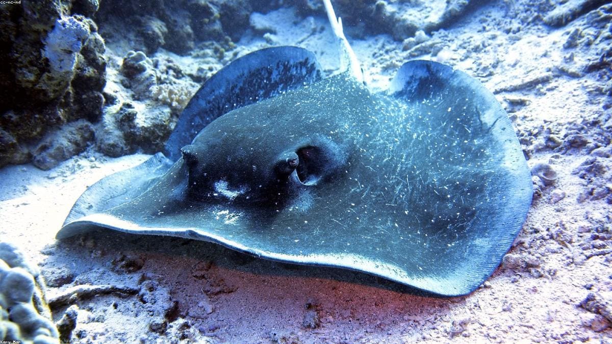 Красное море: Климат и лучший сезон