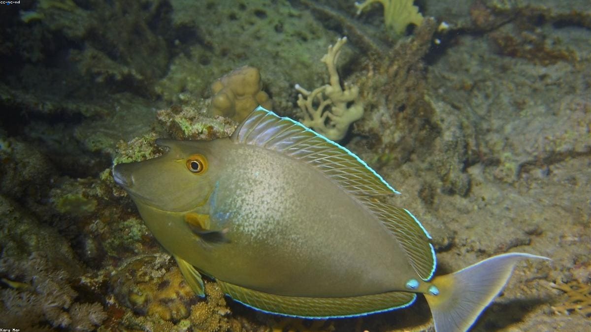 Красное море: Климат и лучший сезон