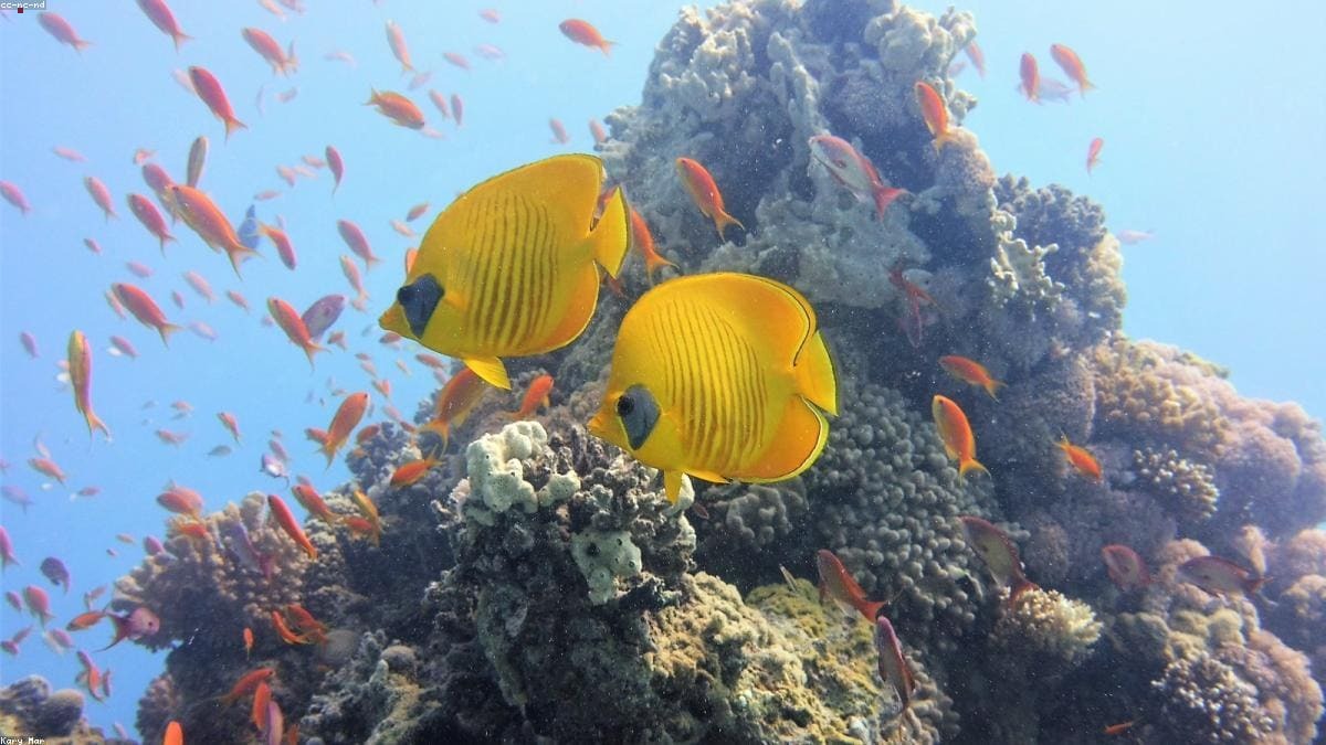 Маврикий: mauritius:Le Morne и юго-запад